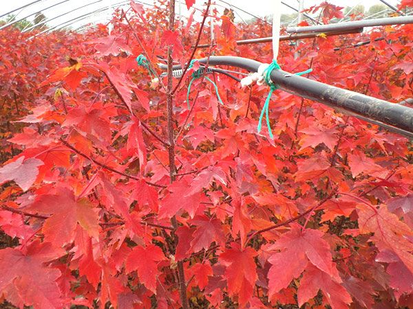 紅點紅楓